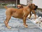 Boerboel tn s PP na prodej