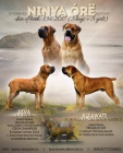 Boerboel tn s PP na prodej