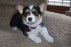 tata welsh Corgi Pembroke 