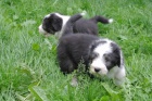 Bearded Collie