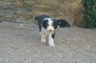 Bearded Collie