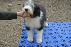 Bearded collie