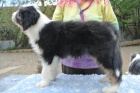 Bearded collie