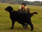 tn curly coated retrievera