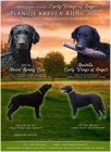 tn curly coated retrievera