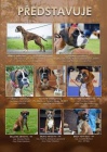 Nmeck boxer s PP