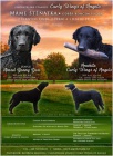 tn Curly coated retrievera