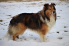Sheltie pes ke kryt