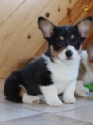 Welsh Corgi (Pembroke) �t�n� pro adopci