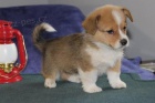 �t�n� Pembroke Welsh Corgi