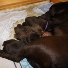 �t��ata Labradora s PP