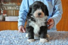 Bearded collie