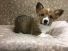 �t��ata Pembroke Welsh Corgi.