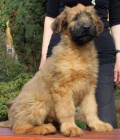 Briard tata s PP po vbornch rodich