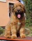 Briard tata s PP po vbornch rodich