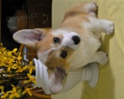 Dob�e tr�novan� Pembroke welsh Corgi �t���tka