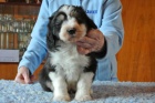 Bearded collie