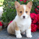 �t���tka Pembroke Welsh Corgi