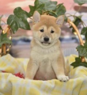 Roztomil Shiba Inu tata