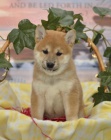 Roztomil Shiba Inu tata