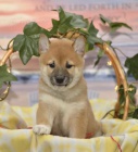 Roztomil Shiba Inu tata