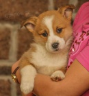 �t��ata Pembroke Welsh Corgi
