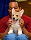 Roztomil� Pembroke Welsh Corgi �t��ata na prodej M�m dv� �ist� plemena Pembroke Welsh Corgi �t��ata k prodeji. Jsou tak rozko�n�. Opravdu maj� svou vlastn� odli�nou osobnost. Miluj�c� a velmi l�skypln�. Pokud m�te z�jem o p�ijet� jednoho z m�ch �t��at, pr
