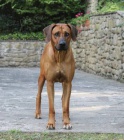 Rhodsk Ridgeback ttka s PP