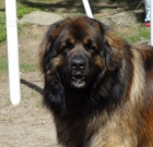 Leonberger tata s PP