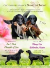 Flat coated retriever s PP