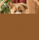 Dob�e tr�novan� Pembroke welsh Corgi �t���tka