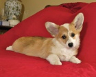 Sladk� samice a samice Pembroke Welsh Corgi Puppies