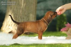 Rhodesian ridgeback s pp