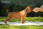 Rhodesian ridgeback s pp