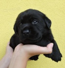 �ern� pejsek labradora s PP