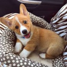 �t���tka Pembroke Welsh Corgi s p p