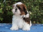 Shih-tzu, i-tzu pejsek s PP