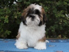 Shih-tzu, i-tzu pejsek s PP