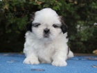 Shih-tzu, i-tzu pejsek s PP