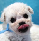 Bionek - Bichon Fris