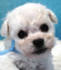 Bionek - Bichon Fris