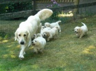 Golden retriever s PP - �t��ata /zlat� retr�vr/
