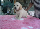 Golden retriever s PP - �t��ata /zlat� retr�vr/