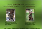 Chesapeake bay retriever