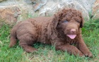 Chesapeake bay retriever