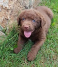 Chesapeake bay retriever