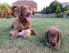 Chesapeake bay retriever