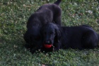 tn - Flat Coated Retriever