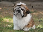 Shih-tzu, i-tzu pejsek s PP