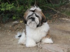 Shih-tzu, i-tzu pejsek s PP